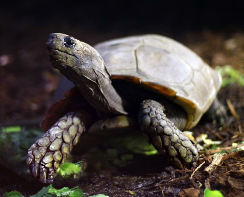 Les tortues géantes à éperon du zoo d'Asson