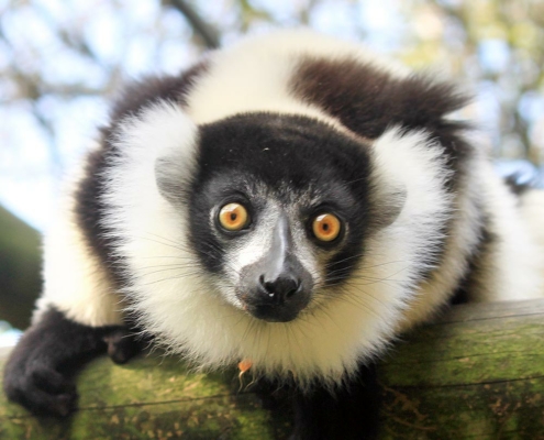 Les varis noirs et blancs du zoo d'Asson