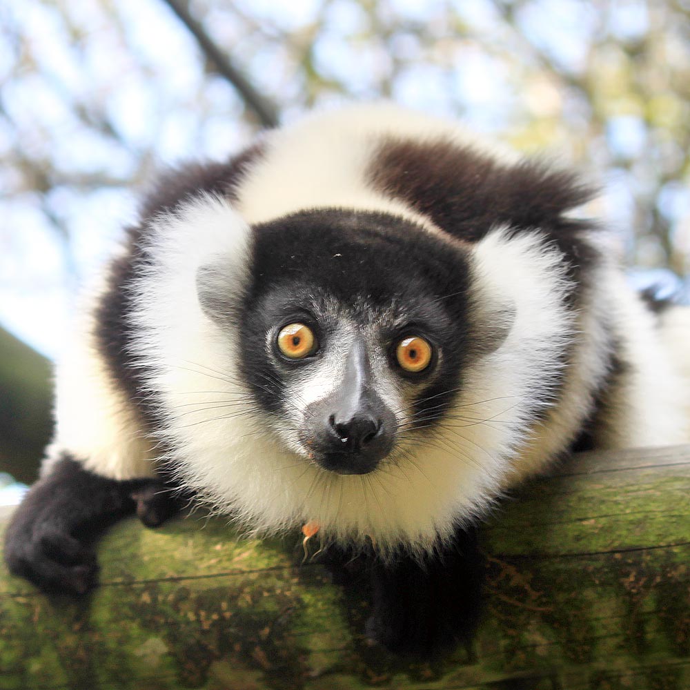 Les varis noirs et blancs du zoo d'Asson