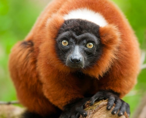 Les varis roux du zoo d'Asson