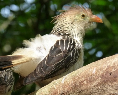 Les coucous Guira du zoo d'Asson