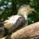 Les coucous Guira du zoo d'Asson