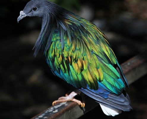 Les pigeons Nicobar du zoo d'Asson