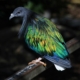 Les pigeons Nicobar du zoo d'Asson