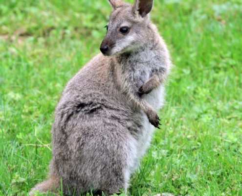 Les wallabies de Bennett du zoo d'Asson