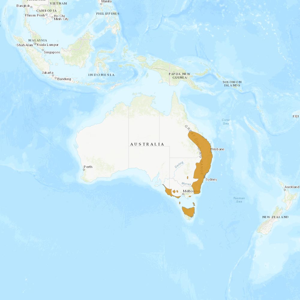 Répartition géographique des wallabies de Bennett / IUCN Red List