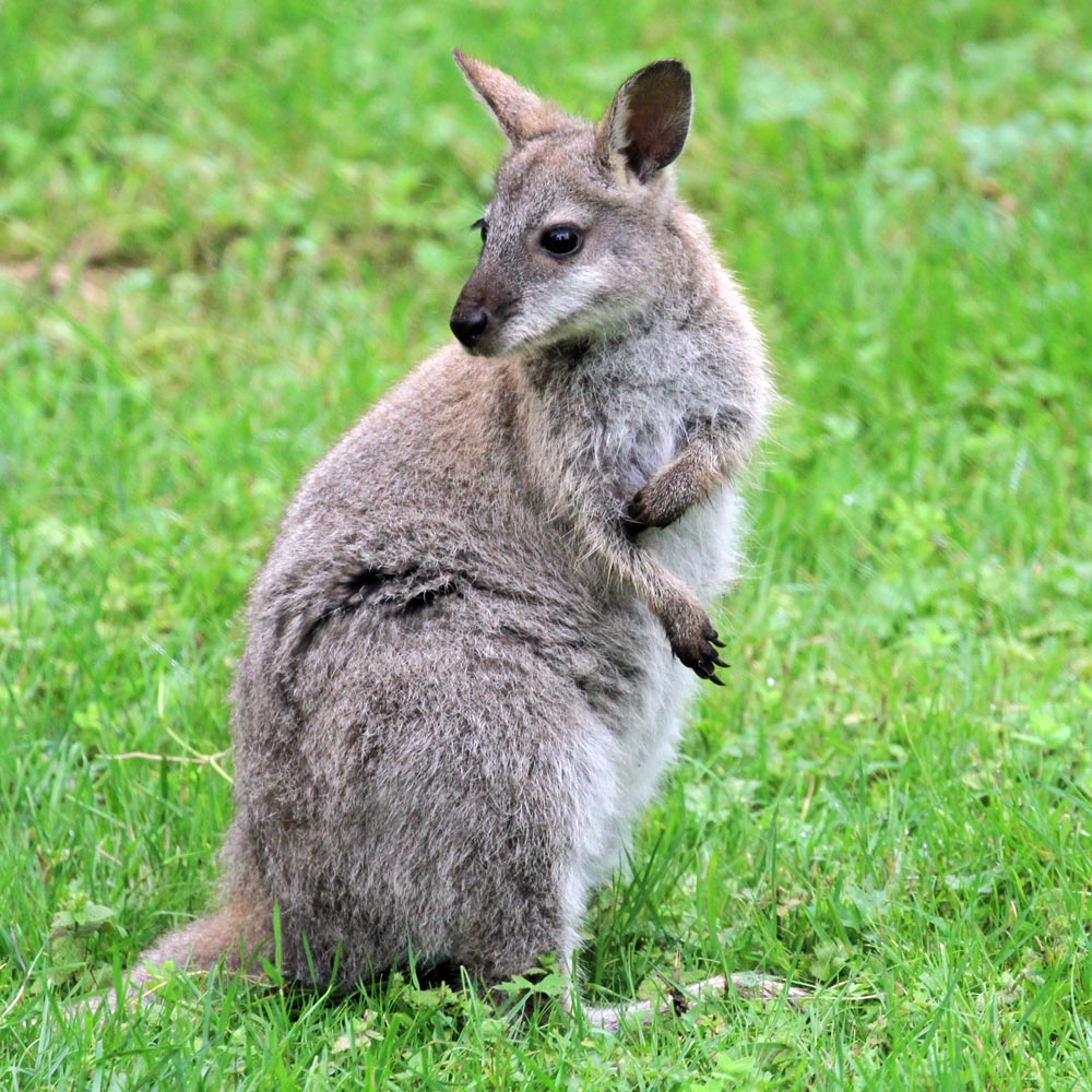 Les wallabies de Bennett du zoo d'Asson