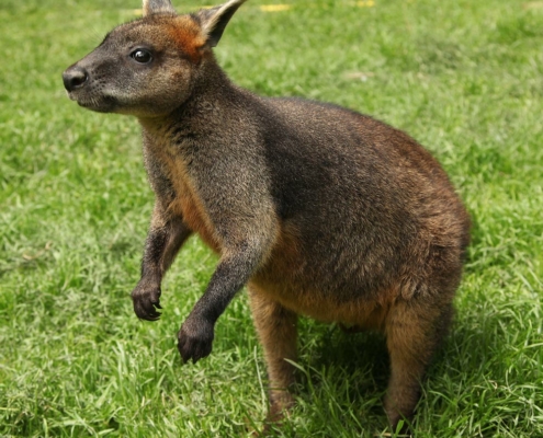 Les wallabies bicolor du zoo d'Asson