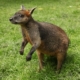 Les wallabies bicolor du zoo d'Asson