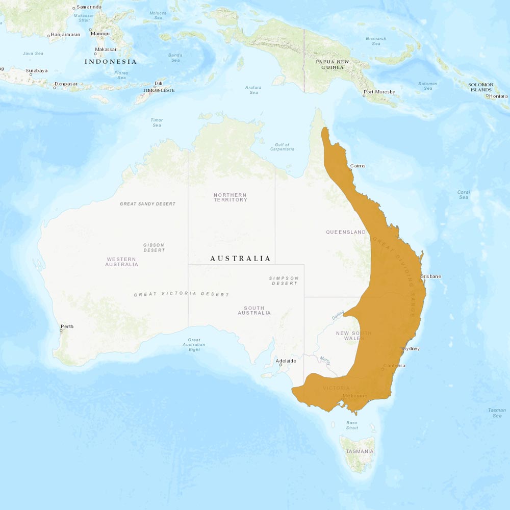 Répartition géographique des wallabies bicolor / IUCN Red List