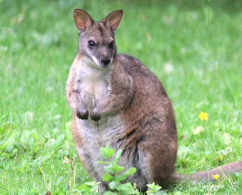 Wallaby de Parma au zoo d'Asson