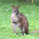 Wallaby de Parma au zoo d'Asson
