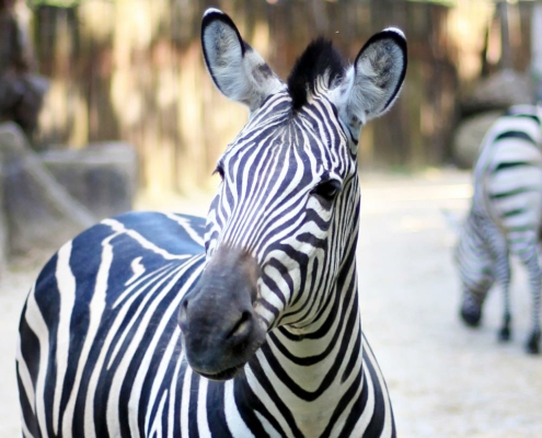 Les zèbres de plaine du zoo d'Asson