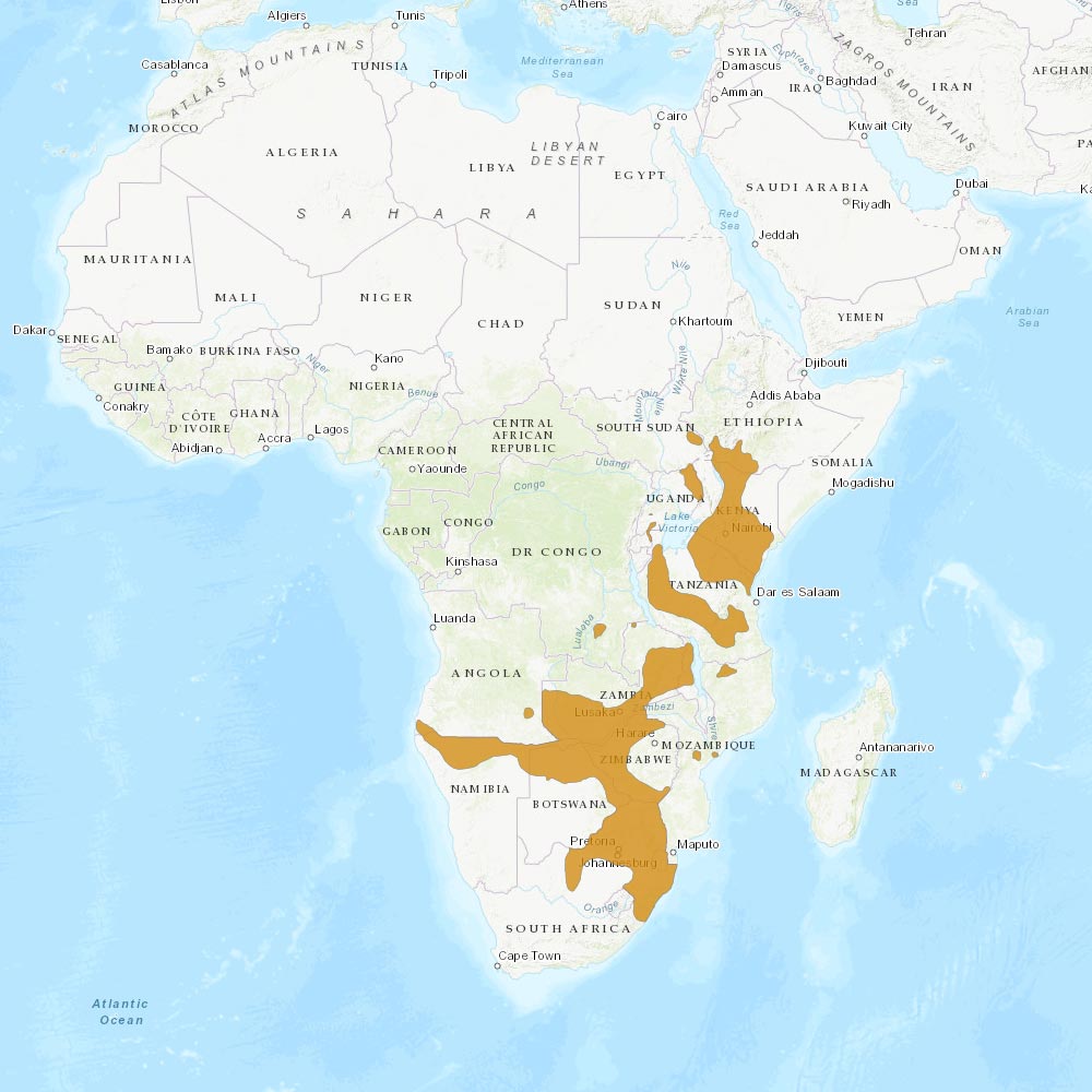 Répartition géographique des zèbres de plaine / IUCN Red List