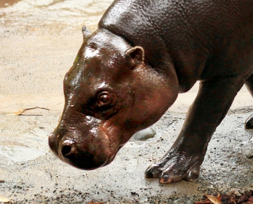 Hippopotame pygmée