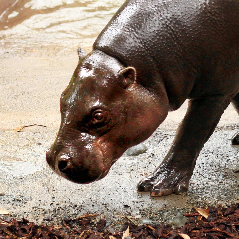 Hippopotame pygmée