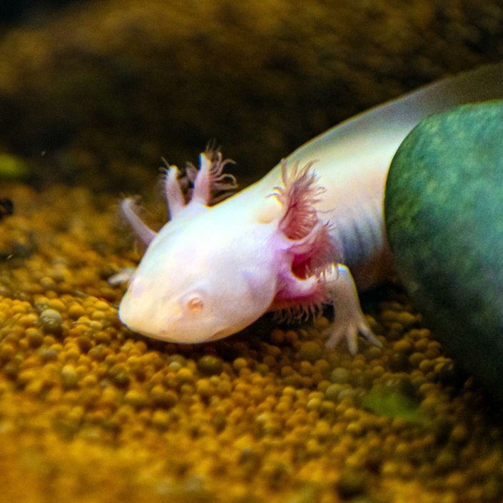 Axolotl du zoo d'Asson dans les Pyrénées Atlantiques 64