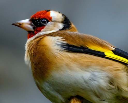 Chardonneret élégant du zoo d'Asson