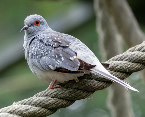 Colombe diamant du zoo d'Asson
