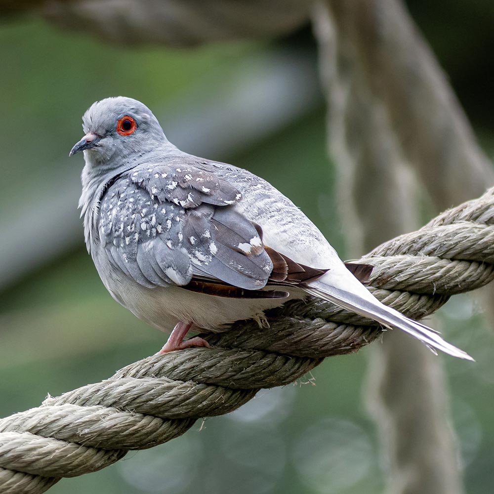 Colombe diamant du zoo d'Asson