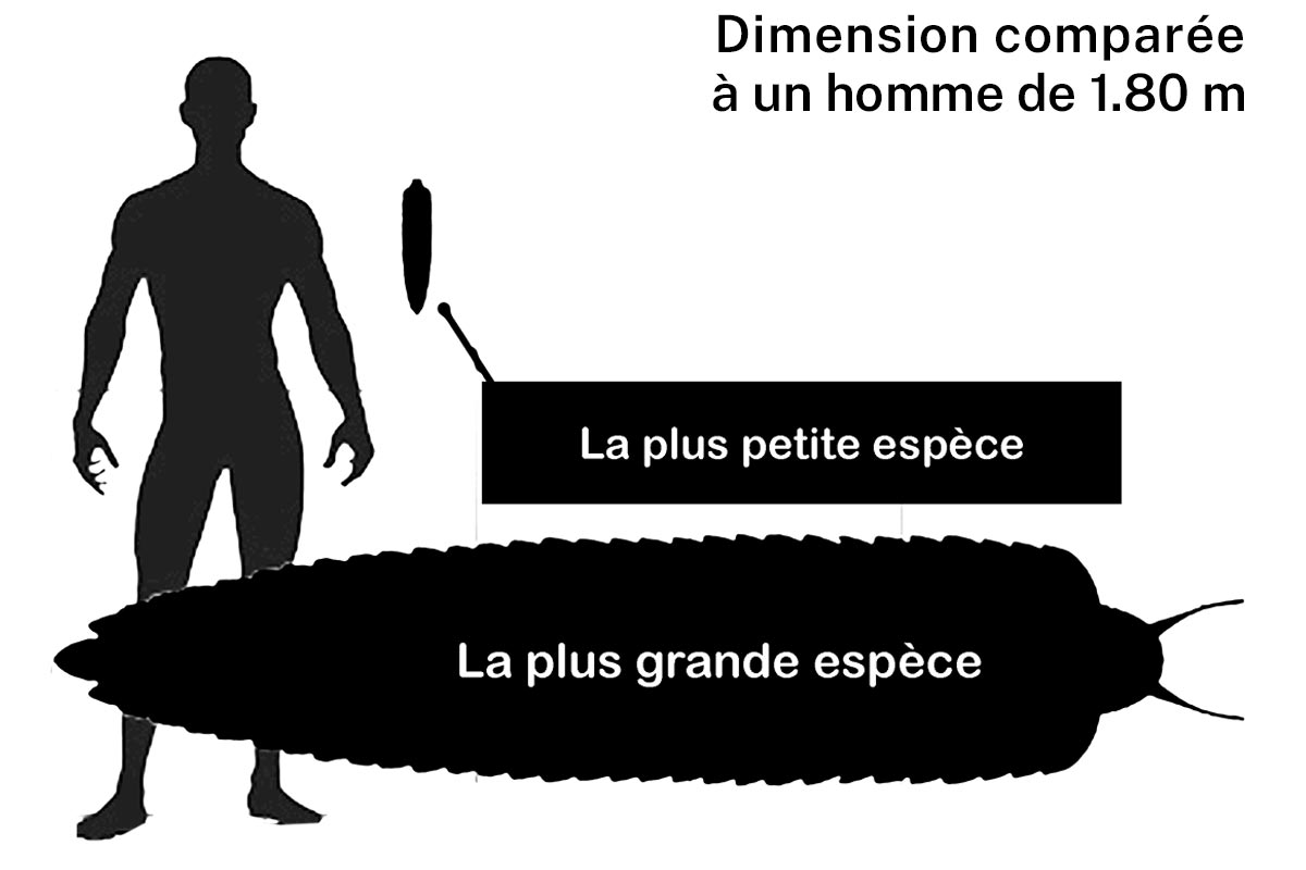 Tailles d''un arthropleura