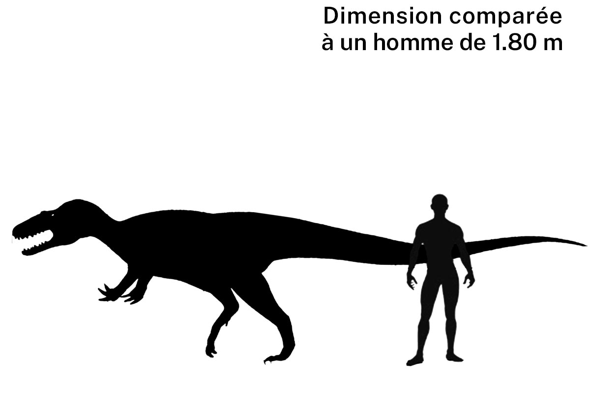 Taille d'un australovenator