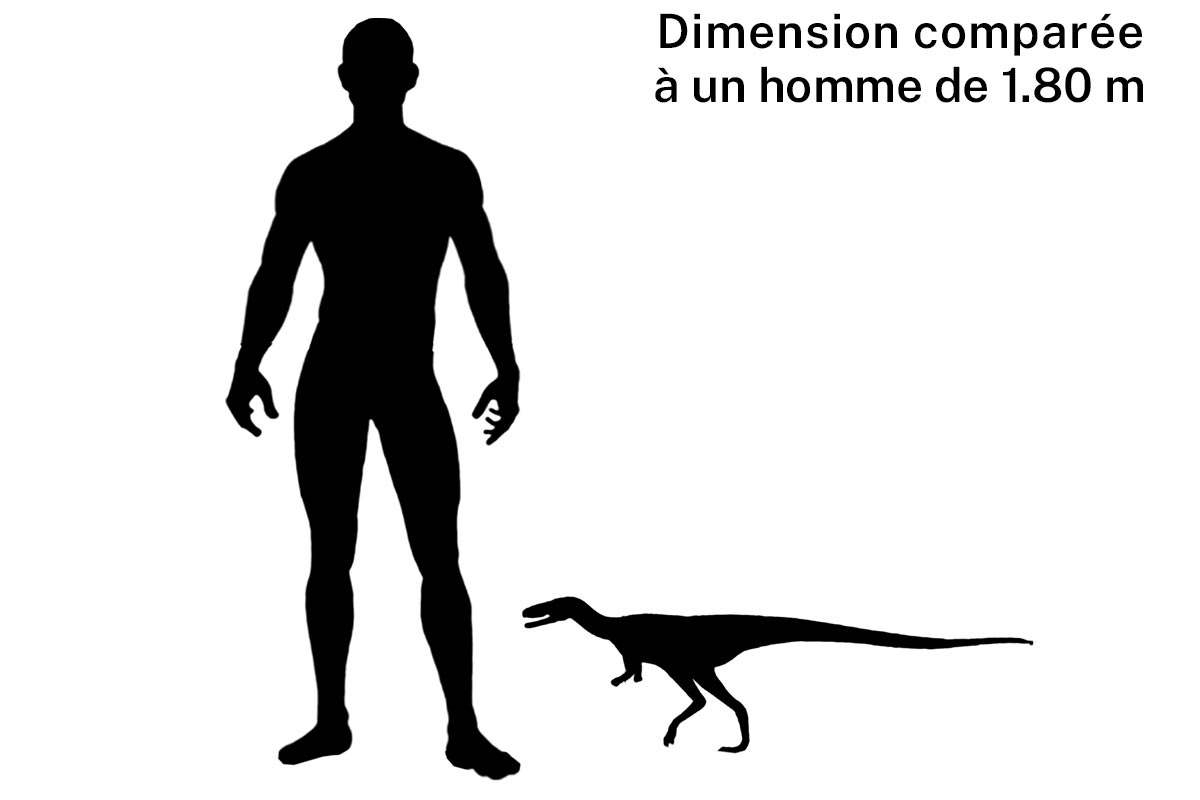 Taille d'un compsognathus 