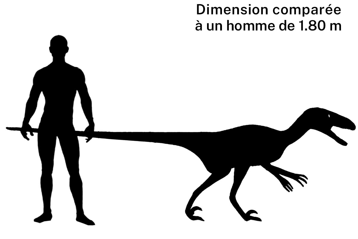 Taille d'un deinonychus