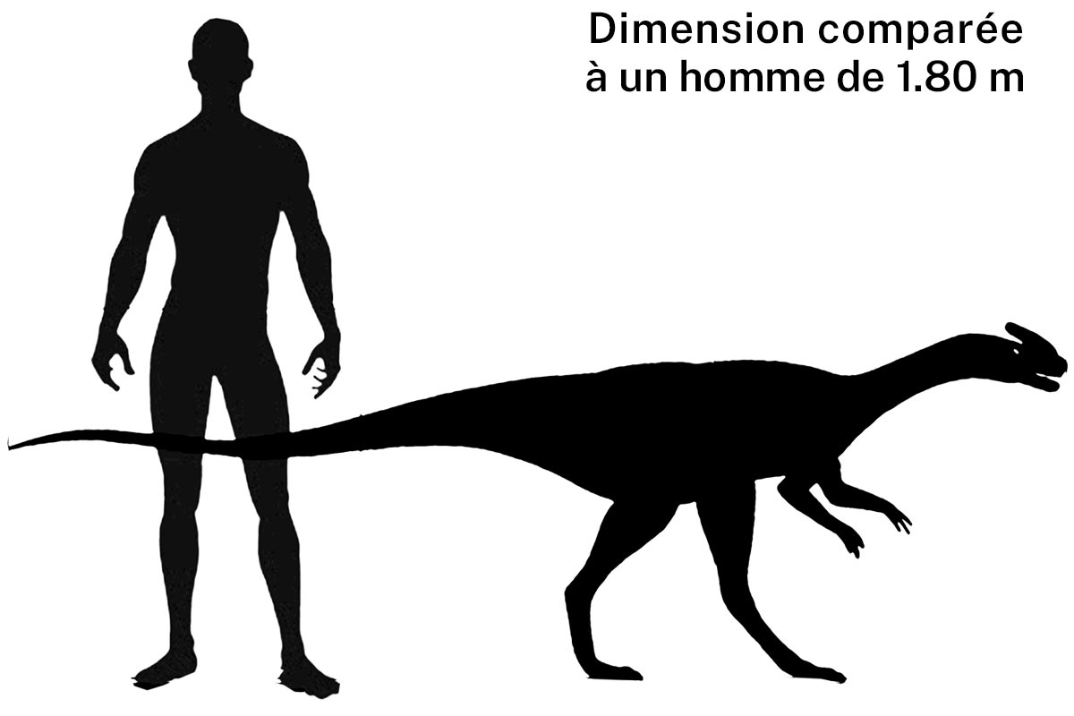 Taille d'un Guanlong
