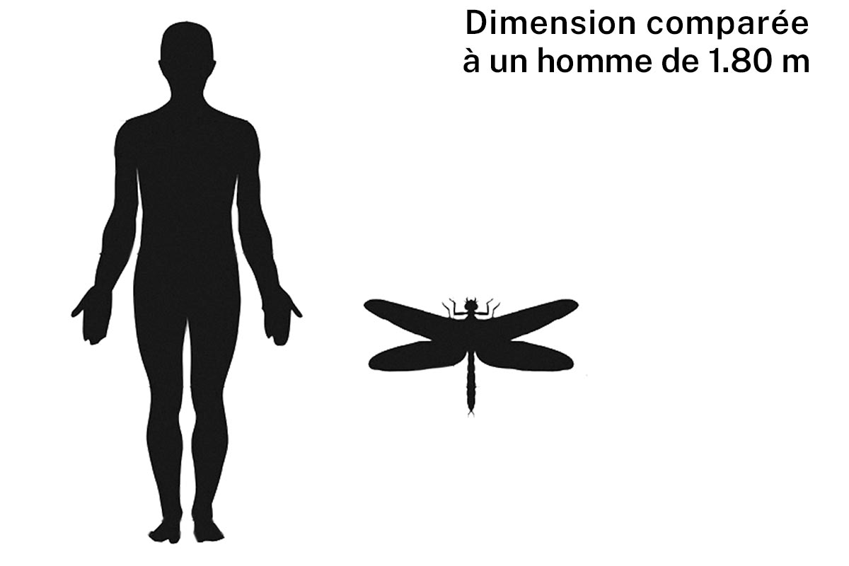 Taille d''un meganeura
