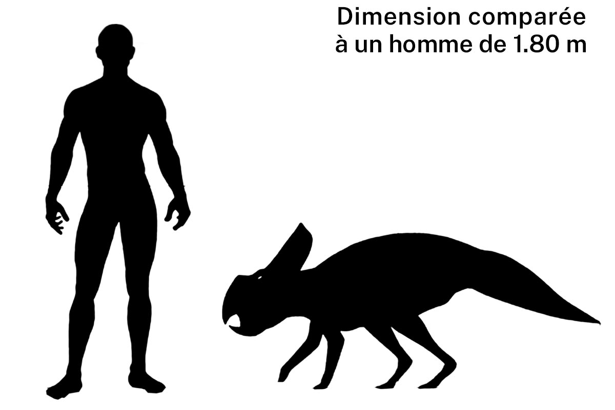 Taille d'un protocératops
