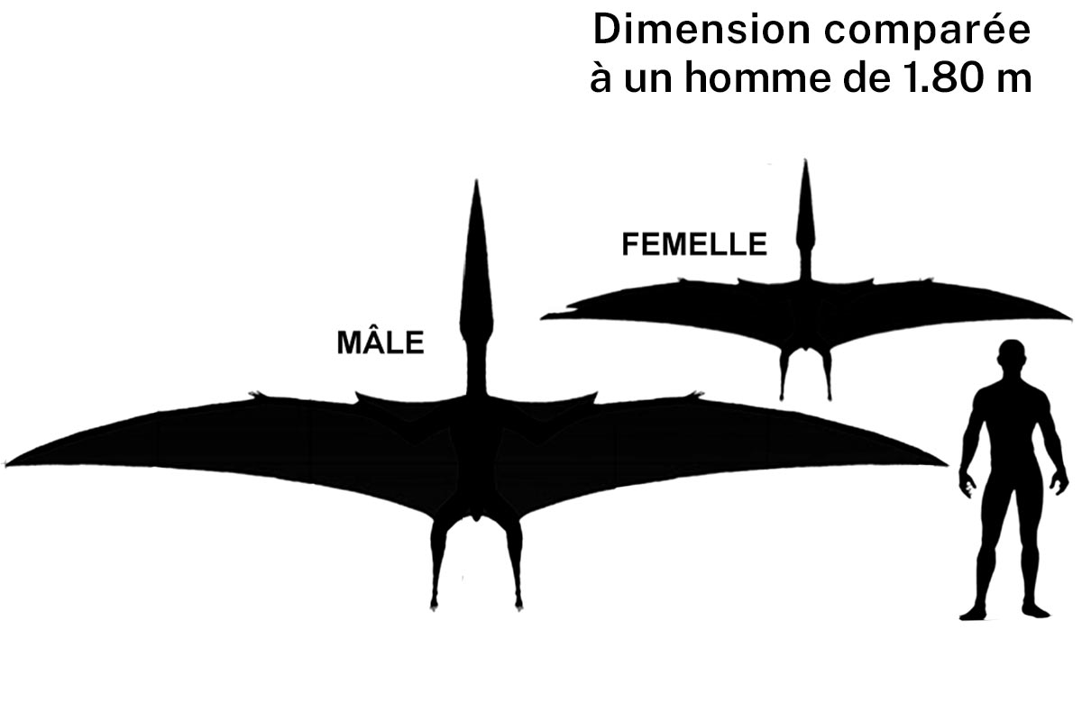Taille d'un Ptérodon