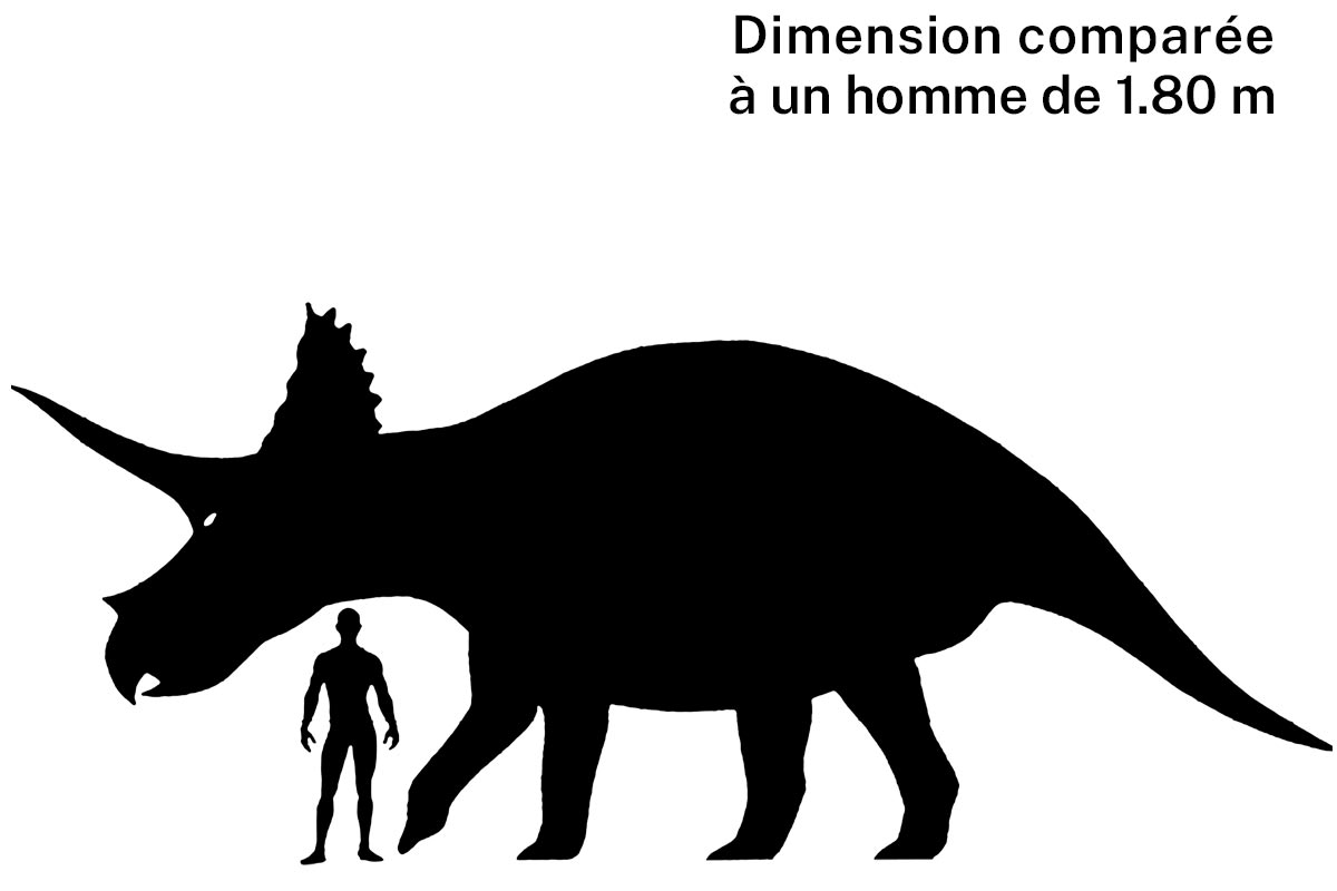 Taille d'un tricératops