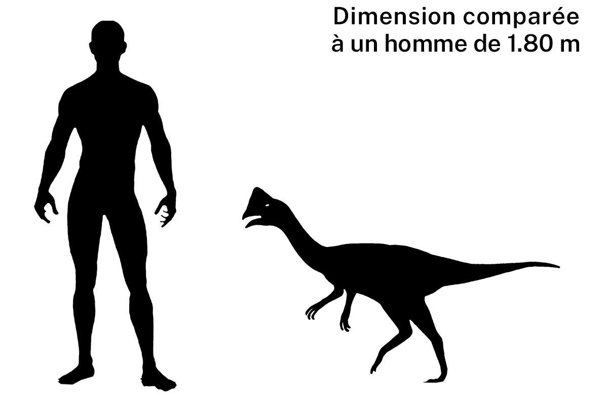 Taille d'un oviraptor