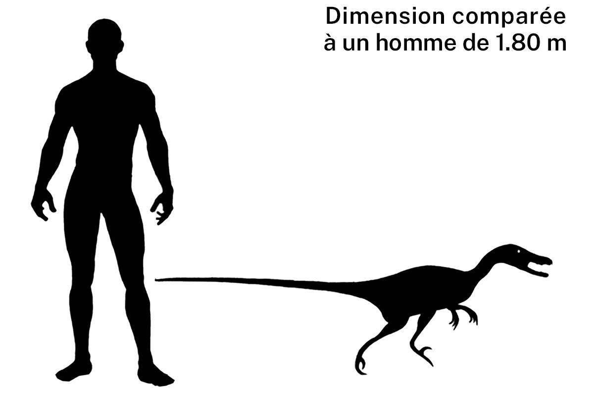 Taille d'un vélociraptor 