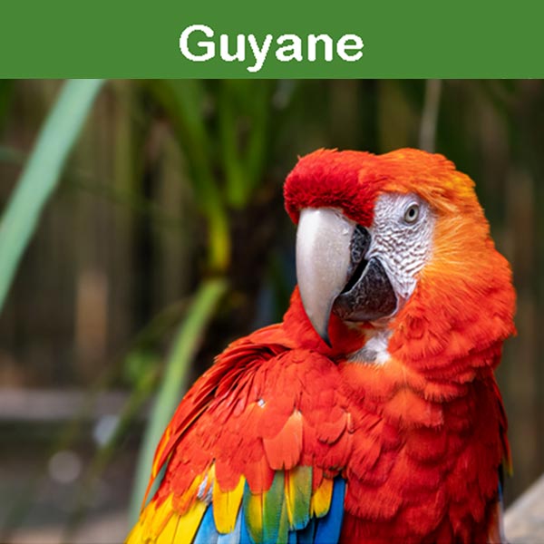 La conservation au zoo d'Asson : la Guyanne