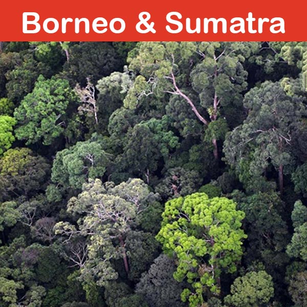 Conservación en el zoológico de Asson : Borneo y Sumatra