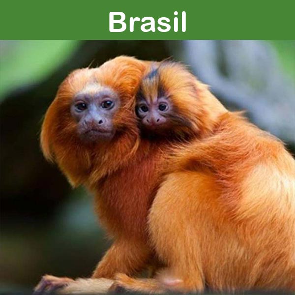 Conservación en el zoológico de Asson : Brasil