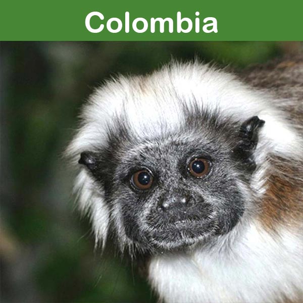 Conservación en el zoológico de Asson : Colombia