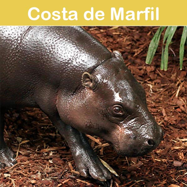 Conservación en el zoológico de Asson : Costa de Marfil