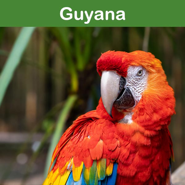 Conservación en el zoológico de Asson : Guayana Francesa