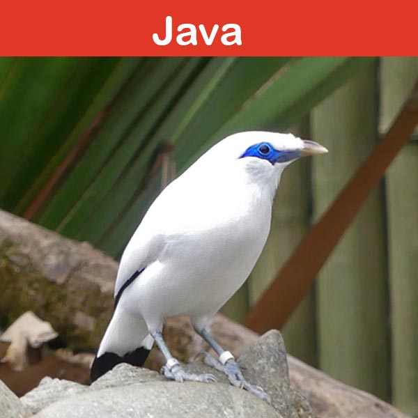 la conservation au zoo d'Asson : Java