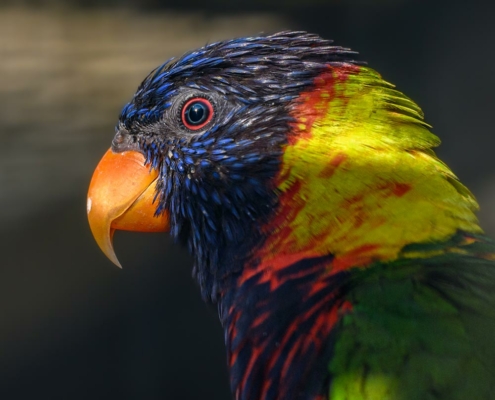 Loriquet de Biak du zoo d'Asson