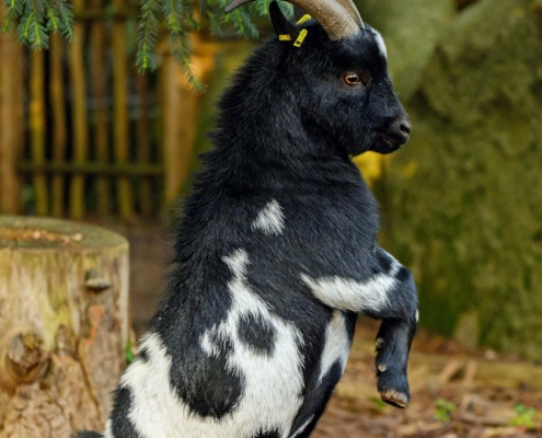 Chèvre naine d’Afrique du zoo d'Asson