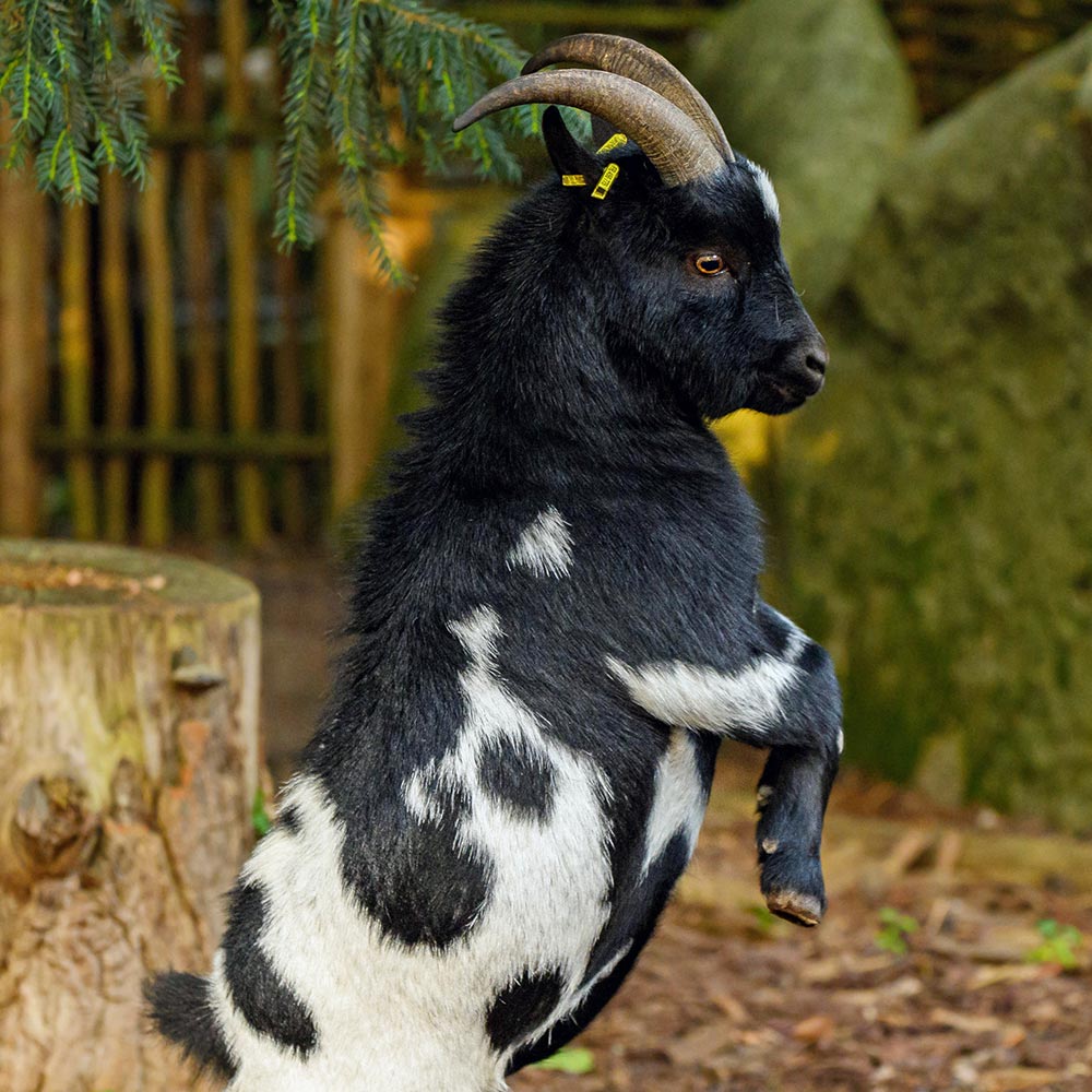 Chèvre naine d’Afrique du zoo d'Asson