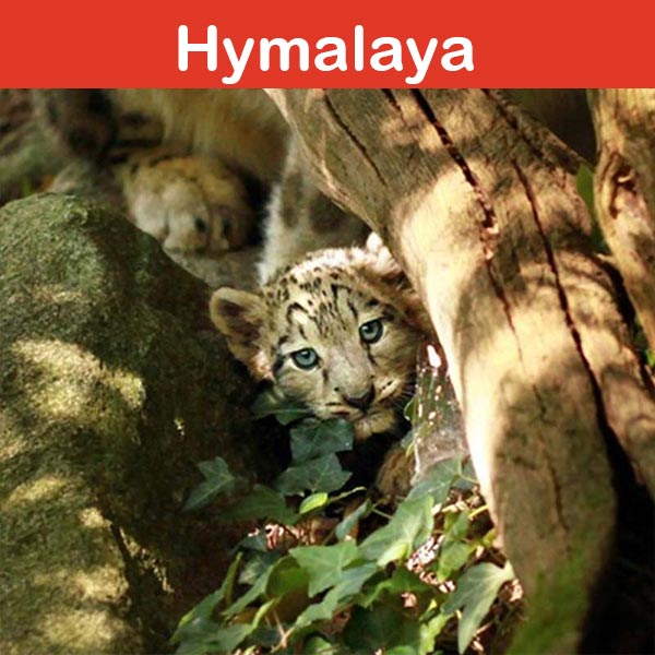 Conservation at Asson Zoo - Hymalaya