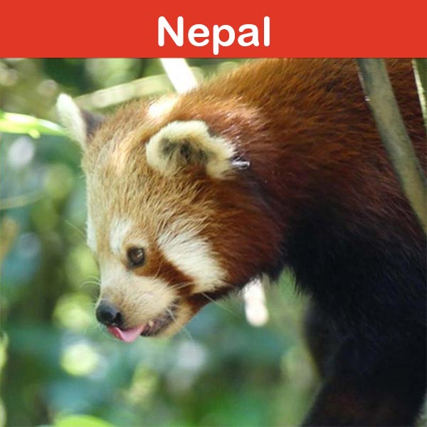 Conservation at Asson Zoo - Nepal