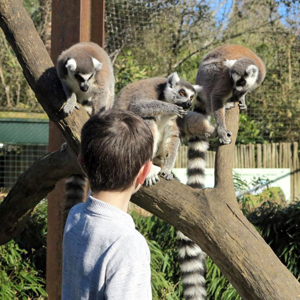 Nosy be, les lémuriens en liberté au zoo d'Asson